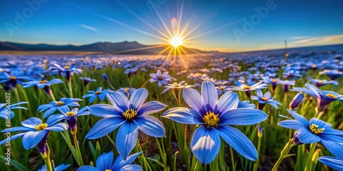 Drone captures vibrant blooms of Sisyrinchium Bellum, California Blue-Eyed Grass. photo