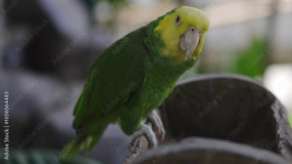 A few parakeets perched on a balcony taking food from a clay pot. A few parakeets perched on a balcony taking food from a clay pot.