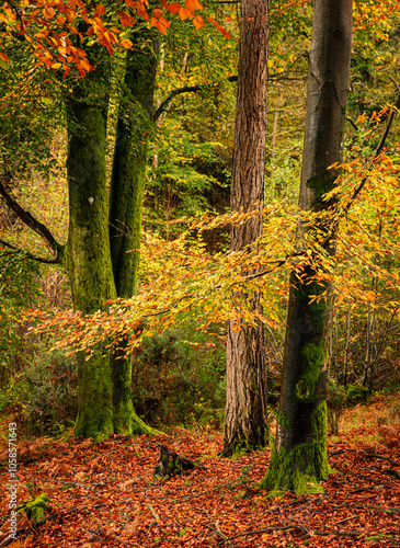 Vibrant autumn colours and foliage on the high weald woodland east Susses south east England UK photo