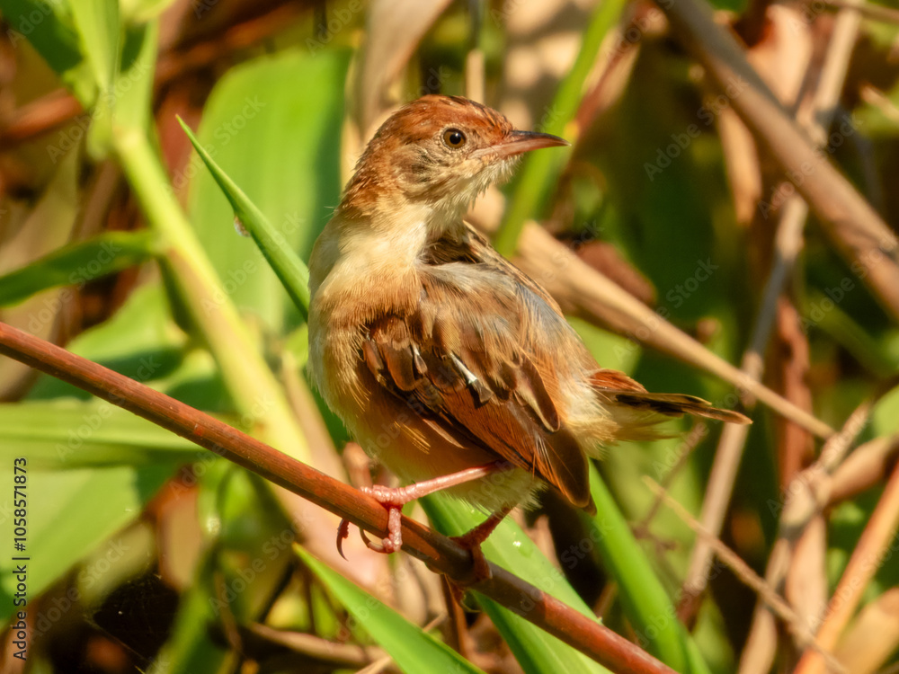Golden-headed Cisticola (Cisticola exilis) in Australia Golden-headed Cisticola (Cisticola exilis) in Australia