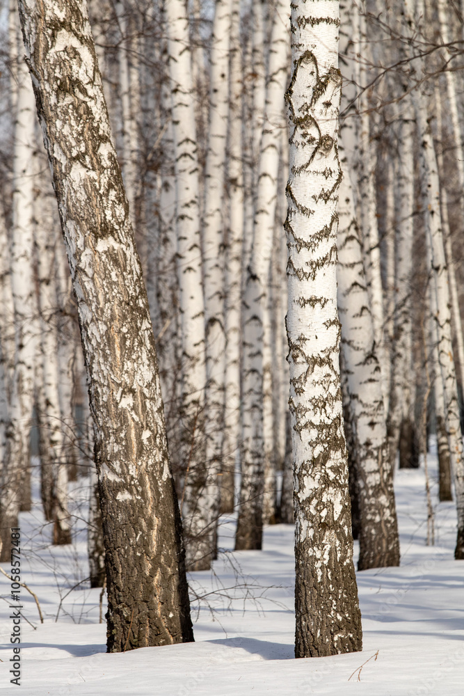 A forest of birch trees with snow on the ground A forest of birch trees with snow on the ground