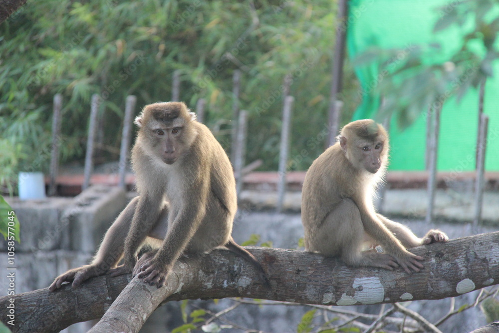 Naklejka premium monkeys