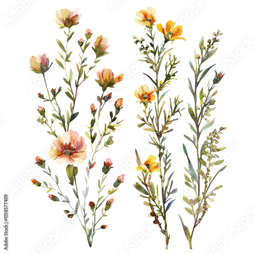 Watercolor clipart of Cliffbush (Jamesia), isolated on a white background, Cliffbush vector