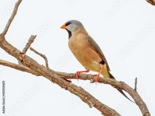 Long-tailed Finch (Poephila acuticauda) in Australia