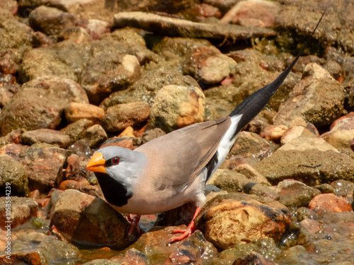 Long-tailed Finch (Poephila acuticauda) in Australia photo