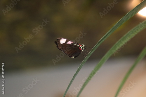 papillon