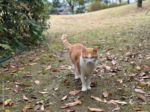 길고양이