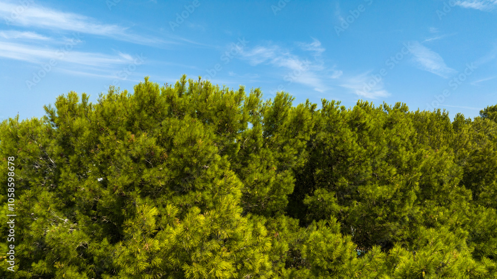 Green treetops of a dense forest. In the background is the sky. Green treetops of a dense forest. In the background is the sky.