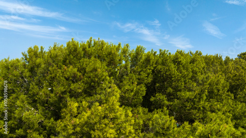 Green treetops of a dense forest. In the background is the sky.