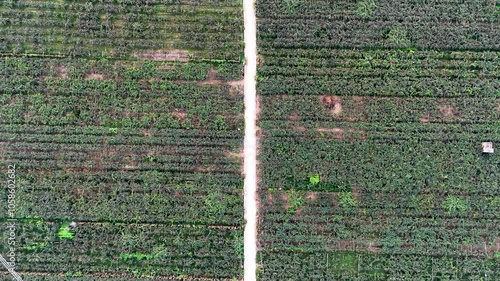 Drone top view of kiwi farms located in Zhouzhi County, Shaanxi Province, China photo