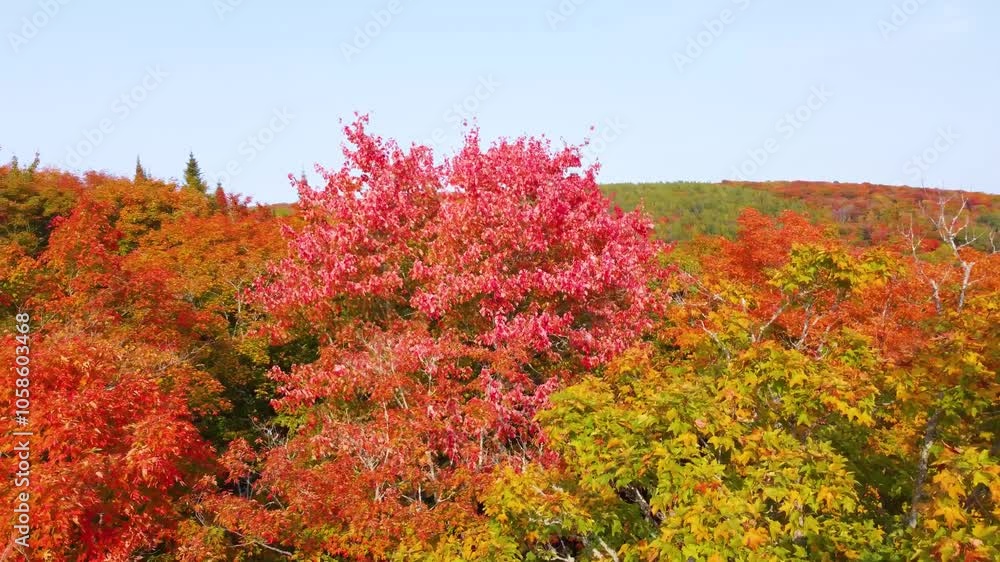Drone Shot of Vibrant Autumn Colors. Flying Above Colorful Trees on Sunny Day Drone Shot of Vibrant Autumn Colors. Flying Above Colorful Trees on Sunny Day