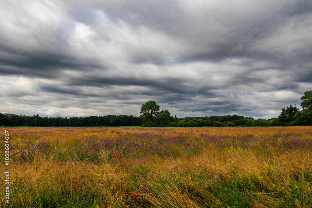 Fototapeta premium View over the orchard meadows to the edge of the forest in Siebenbrunn near Augsburg on a cloudy day