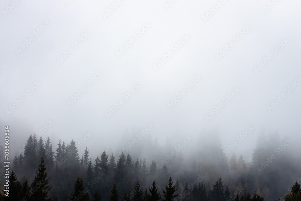 Foggy forest with pine trees in the mountains with copy space. Mist in autumn mountains. Tranquil scene of foggy landscape. Amazing Carpathian mountsins in autumn. Mountain forest covered with clouds Foggy forest with pine trees in the mountains with copy space. Mist in autumn mountains. Tranquil scene of foggy landscape. Amazing Carpathian mountsins in autumn. Mountain forest covered with clouds