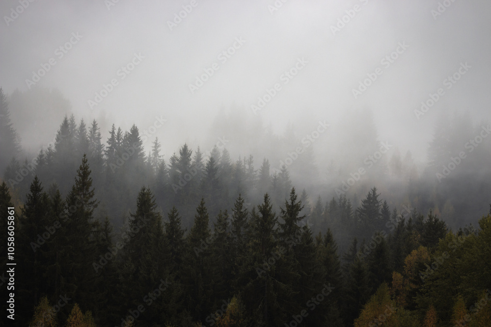 Foggy forest with pine trees in the mountains with copy space. Mist in autumn mountains. Tranquil scene of foggy landscape. Amazing Carpathian mountsins in autumn. Mountain forest covered with clouds Foggy forest with pine trees in the mountains with copy space. Mist in autumn mountains. Tranquil scene of foggy landscape. Amazing Carpathian mountsins in autumn. Mountain forest covered with clouds