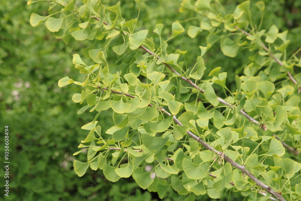 green maidenhair tree closeup green maidenhair tree closeup