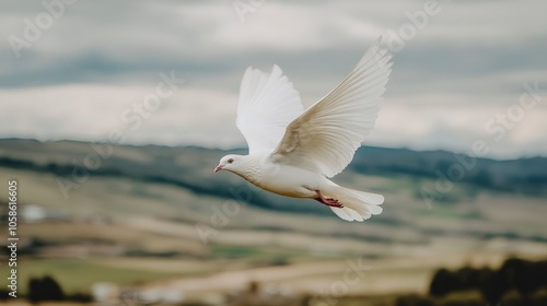 White Dove in Flight Over Rolling Hills