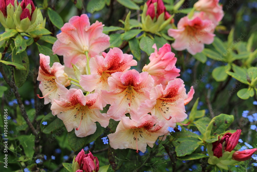 Fototapeta premium pink rhododendron blossom closeup