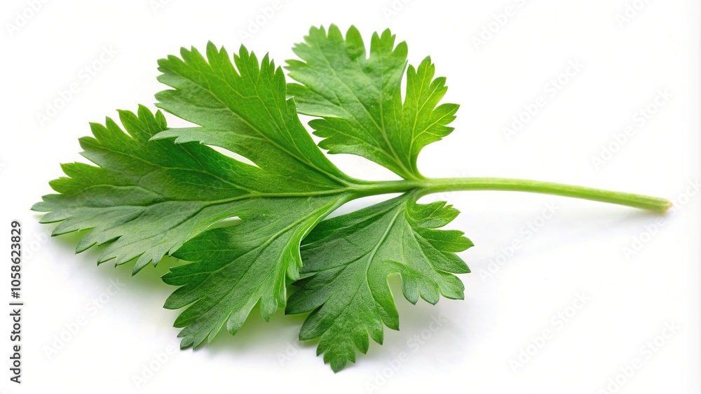 Fototapeta premium Coriander leaf isolated on white background