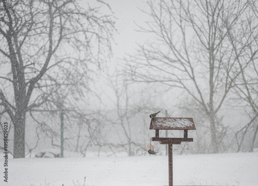 Naklejka premium Bluebirds at a bird feeder in the snow