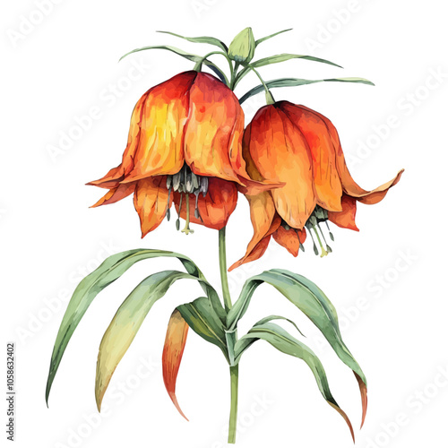 Watercolor clipart ofcrown imperial, isolated on a white background, crown imperial vector