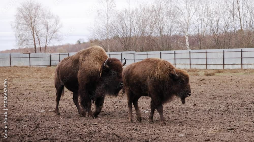 Two european bison approach in a muddy paddock on a cloudy day. Surrounded by a fence, they exhibit their powerful presence in a natural setting, showcasing their majestic features Two european bison approach in a muddy paddock on a cloudy day. Surrounded by a fence, they exhibit their powerful presence in a natural setting, showcasing their majestic features