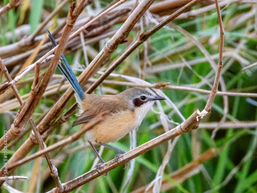 Purple-crowned Fairywren (Malurus coronatus) in Australia Purple-crowned Fairywren (Malurus coronatus) in Australia