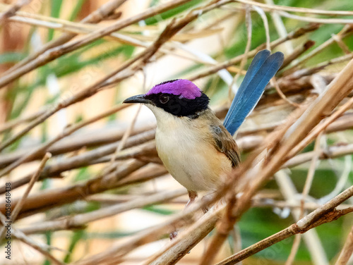 Purple-crowned Fairywren (Malurus coronatus) in Australia photo