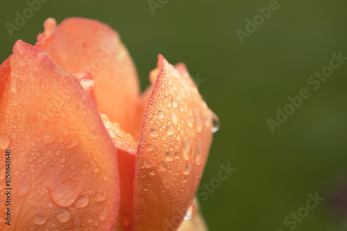 Tender pink roses covered with spider web photo