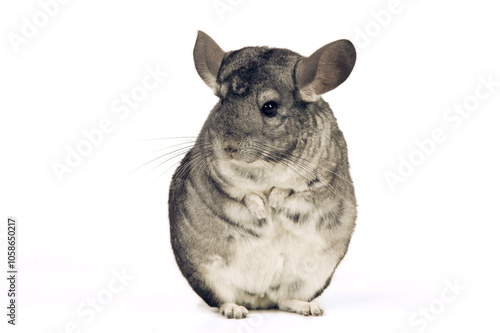 Chinchilla