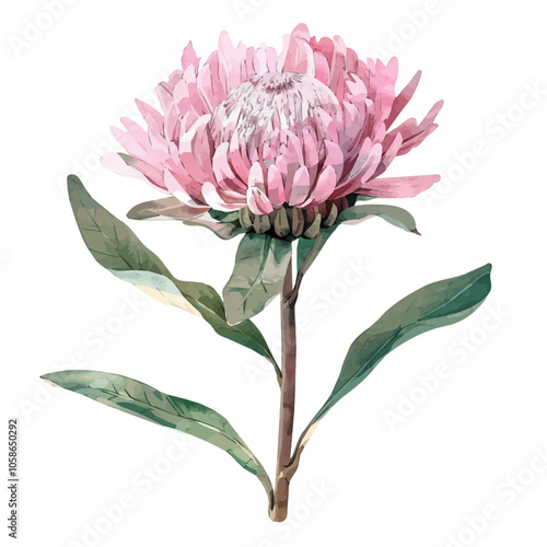 Watercolor painting of Everlasting flower, isolated on a white background, Everlasting vector