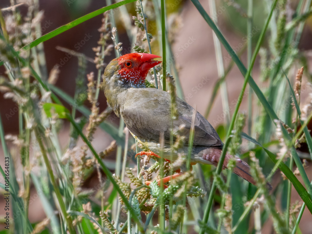 Star Finch (Neochmia ruficauda) in Australia Star Finch (Neochmia ruficauda) in Australia