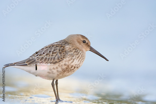 Dunlin 