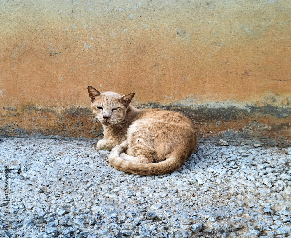 Fototapeta premium homeless cat on the rocks