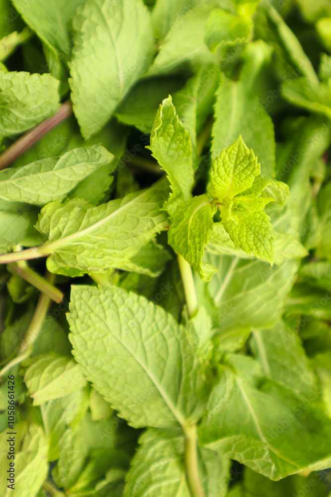 Fresh organic aromatic mint background. Vibrant green mint leaves fresh and healthy. Ecology organic natural layout Fresh organic aromatic mint background. Vibrant green mint leaves fresh and healthy. Ecology organic natural layout