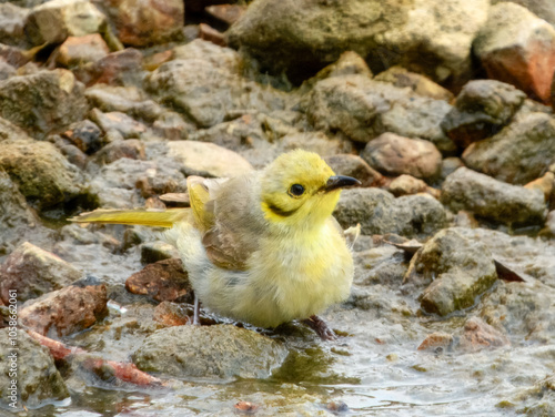 Yellow-tinted Honeyeater (Ptilotula flavescens) in Australia photo