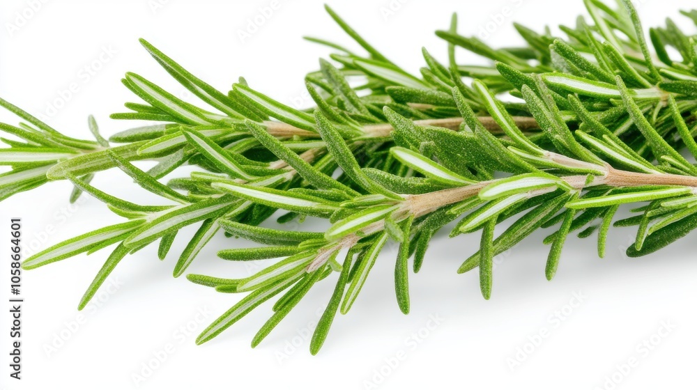 Fototapeta premium Fresh Rosemary Sprig on White Background