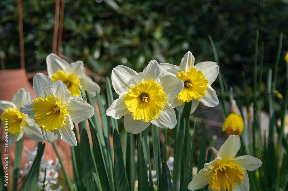 Fototapeta premium A vibrant collection of beautiful white and yellow flowers is flourishing in a wellmaintained garden, creating a lovely natural display