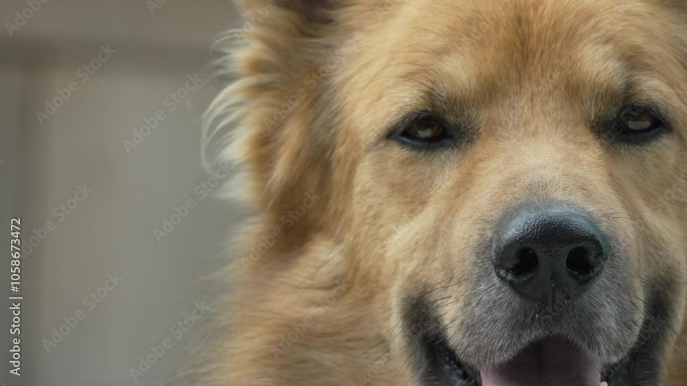 Dog Portrait Closeup Face Furry Dog Portrait Closeup Face Furry