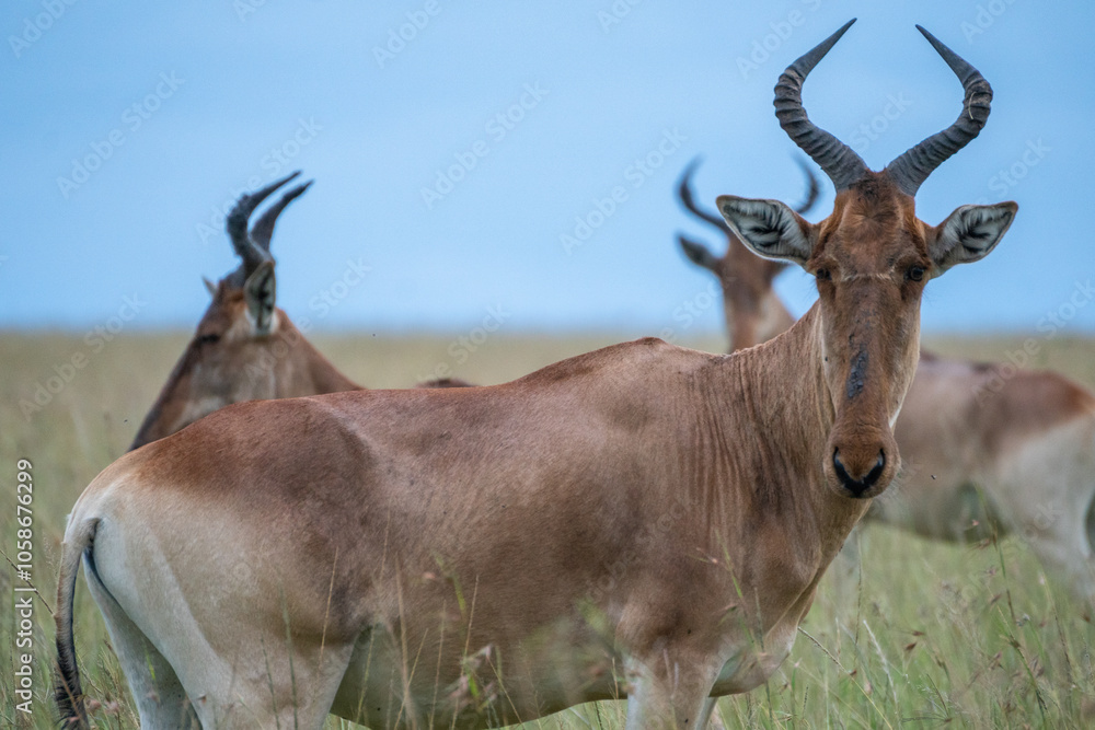Topi antelope, or sassabi, or corrigum grazing peacefully, Masai Mara, Kenya Topi antelope, or sassabi, or corrigum grazing peacefully, Masai Mara, Kenya
