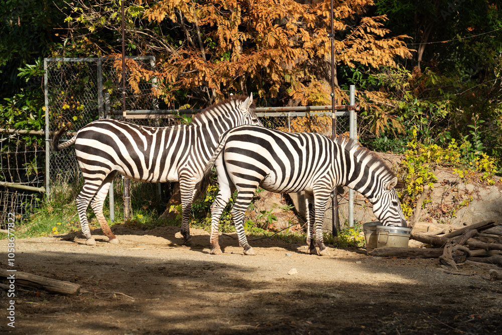 Naklejka premium Cute zebra living in a zoo in Japan and eating grass.