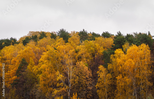 Autumn Foliage, colorful trees in the fall landscape