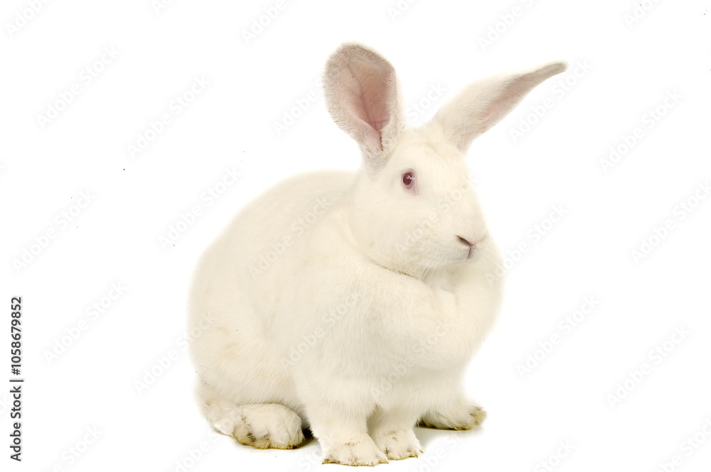Lapin néo-zélandais Lapin néo-zélandais