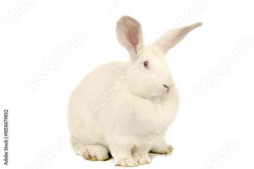 Lapin néo-zélandais