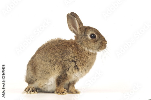 Lapin nain photo