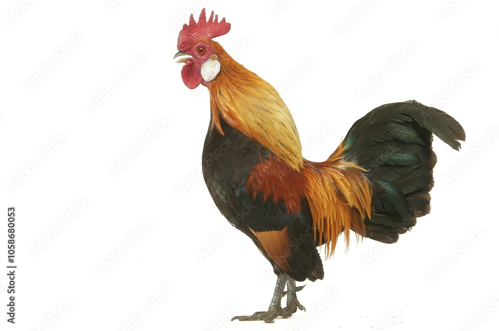 Coq Hollandskriel doré Coq Hollandskriel doré