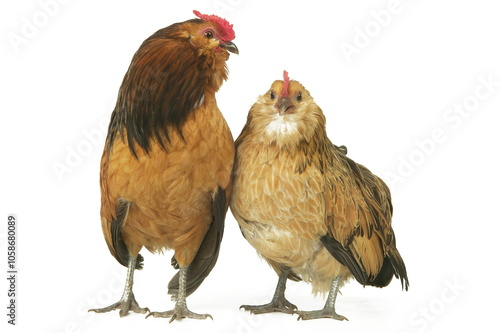 Poule et coq Barbue d'Anvers