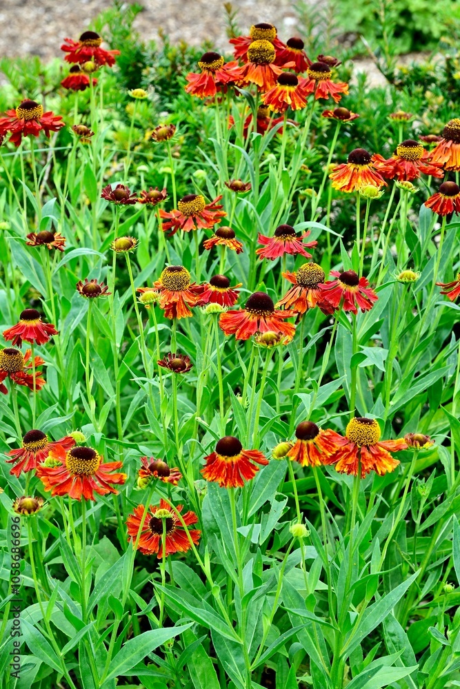 Plant stands out with bright flowers, yellow, orange or red, collected in large baskets Plant stands out with bright flowers, yellow, orange or red, collected in large baskets