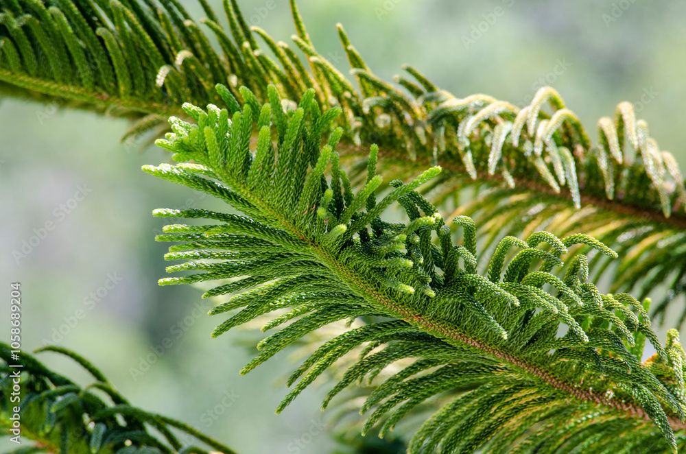Fototapeta premium A Glimpse of Christmas Joy on Pine Branches