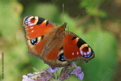 Closeup on a European Peacock Butterfly, Inachis io, on Purple Flower