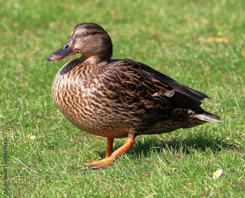 Animals - Mallard Duck